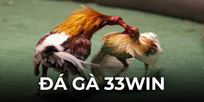 Đá gà cựa sắt là sản phẩm hút khách nhất